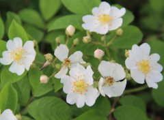 最香的花是什么花,瑞香花花語及代表意義