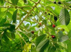 箭毒木是什么樹，箭毒木的果實是什么