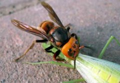 最毒的蜂是什么蜂，虎頭蜂有毒嗎