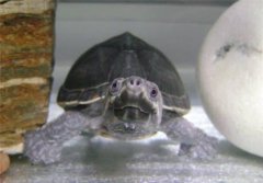 麝香龜為什么叫麝香，一般能活多久