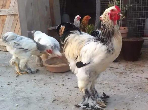 最大雞的品種是什么，婆羅門雞為什么那么貴