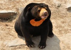 馬來熊為什么叫太陽熊，馬來熊是幾級保護動物