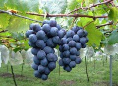 錦州有什么特產可以帶走送人,錦州最有名的特產