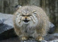 世界上最兇的貓是什么貓,帕拉斯貓能不能養(yǎng)