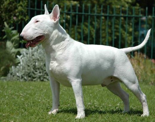 斗牛梗為什么被禁養(yǎng)，斗牛梗和牛頭梗的區(qū)別