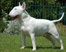 斗牛梗為什么被禁養,斗牛梗和牛頭梗的區別