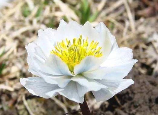 世界上最孤獨的花是什么花,雪蓮花為什么不怕冷