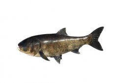 淡水魚是發物嗎,淡水魚為什么魚刺多