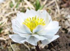 世界上最孤獨的花是什么花,雪蓮花為什么不怕冷