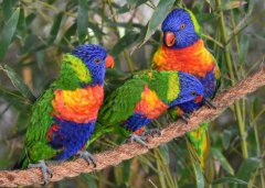 最美的鳥是什么鳥，吸蜜鸚鵡會說話嗎