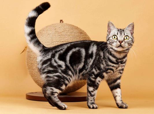 新手養貓哪個品種比較好養，是養公的好還是母貓好