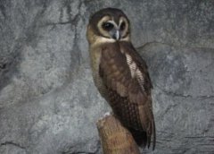 日睡夜行動物是什么生肖，夜行動物有什么動物