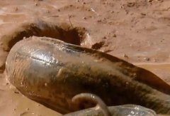 肺魚能吃嗎，非洲肺魚可以在土里活多久