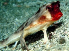 蝙蝠魚有毒嗎，蝙蝠魚和魔鬼魚的區(qū)別