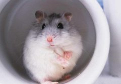 倉(cāng)鼠壽命有多長(zhǎng)時(shí)間，最長(zhǎng)壽的倉(cāng)鼠品種