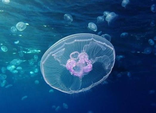 燈塔水母真的永生嗎,燈塔水母為什么會發光