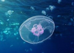 燈塔水母真的永生嗎，燈塔水母為什么會發(fā)光