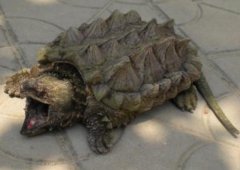 真鱷龜能長多大，真鱷龜和擬鱷龜的區別