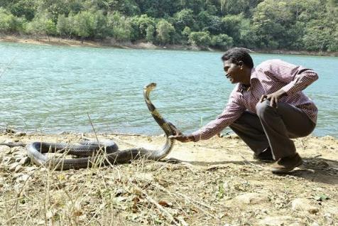 眼鏡王蛇是保護(hù)動(dòng)物嗎 為什么叫過山峰