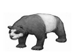 始熊貓吃劍齒虎嗎