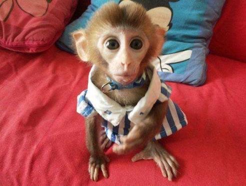 寵物猴有什么品種，飼養這種猴能活幾年