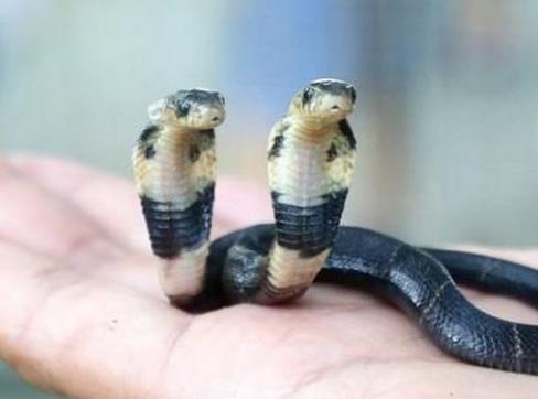 雙頭蛇有什么寓意,這種變異蛇真的存在嗎