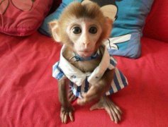 寵物猴有什么品種,飼養(yǎng)這種猴能活幾年