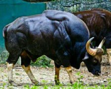 世界最大的牛品種,北美野牛與非洲野牛誰大