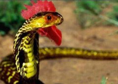 雞冠蛇真的存在嗎,為什么會說人話