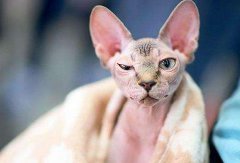 世界上最丑的貓品種，斯芬克斯貓為什么貴