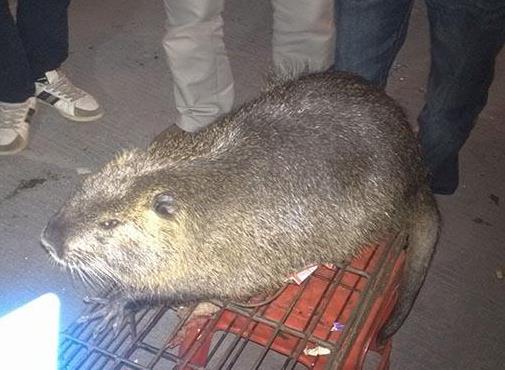 吃貓鼠存在嗎，吃貓鼠是如何吃貓的