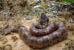 烙鐵頭蛇和五步蛇的區別,烙鐵頭蛇為什么這么貴