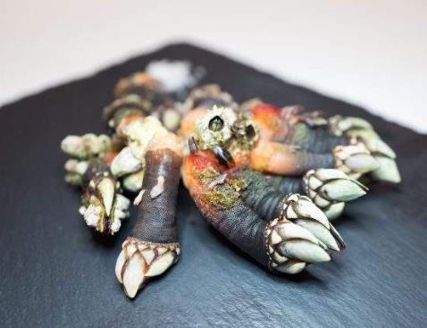 鵝頸藤壺是什么東西，鵝頸藤壺和佛手的區別