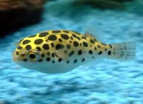 潛水艇魚能用淡水養嗎，潛水艇魚會鼓起來裝死嗎