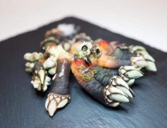 鵝頸藤壺是什么東西，鵝頸藤壺和佛手的區別