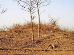 呂布墓真的的出土了嗎,呂布墓為什么沒有人敢盜