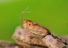 原矛頭蝮為什么是爛肉王,原矛頭蝮有沒有血清