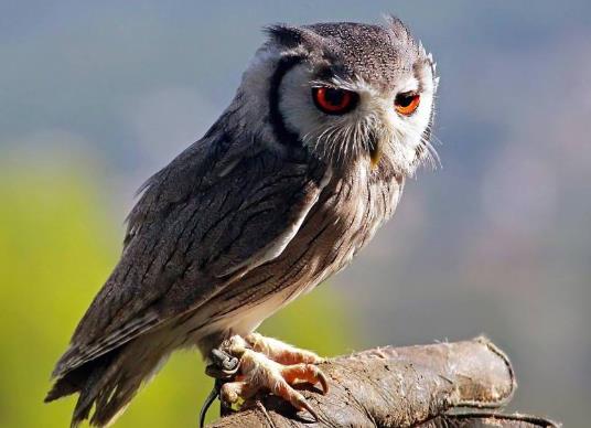 夜貓子是貓頭鷹嗎，夜貓子叫有什么預兆