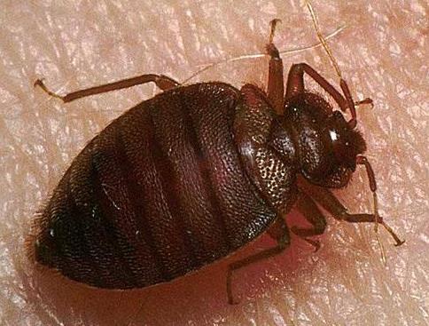 吸血臭蟲喜歡叮哪種人，床上有吸血臭蟲怎么辦