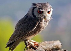 夜貓子是貓頭鷹嗎,夜貓子叫有什么預兆