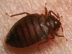 吸血臭蟲喜歡叮哪種人,床上有吸血臭蟲怎么辦