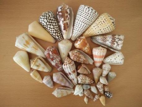 雞心螺可以吃嗎，雞心螺的毒刺能發(fā)射嗎