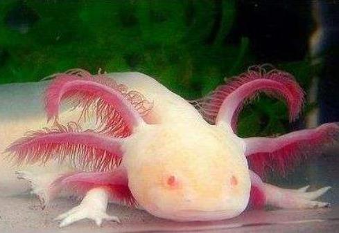 六角龍魚吃什么食物，六角龍魚怎么分公母