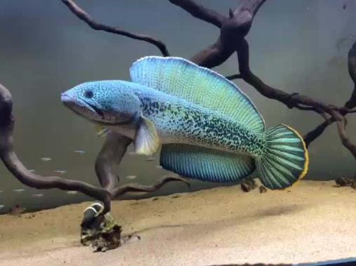 雷龍魚是冷水魚么,雷龍魚為什么跳缸