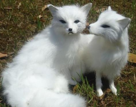 寵物狐貍好養(yǎng)嗎，保護(hù)動(dòng)物白狐有狐臭嗎