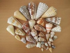 雞心螺可以吃嗎，雞心螺的毒刺能發(fā)射嗎