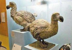 渡渡鳥(niǎo)滅絕的原因,渡渡鳥(niǎo)能否被克隆