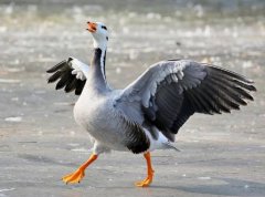 斑頭雁幾級保護動物，斑頭雁最高能飛多高