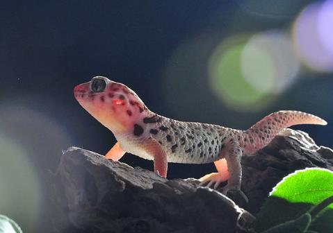 守宮蜥蜴認(rèn)得主人嗎，守宮蜥蜴吃什么水果