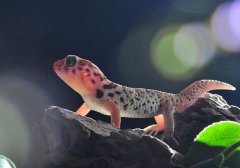 守宮蜥蜴認得主人嗎,守宮蜥蜴吃什么水果